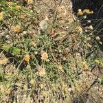 Bebbia juncea Bleunienn