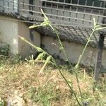 Nicotiana plumbaginifolia Blomst