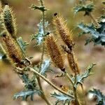 Argemone pleiacantha Blüte