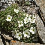 Androsace pubescens Habit