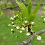 Prunus aviumFlower