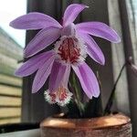 Pleione praecox Blomma