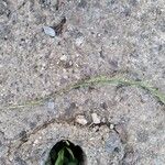 Festuca myuros Habitus
