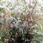Eucalyptus parvula Hoja