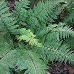 Polystichum makinoi Leaf