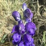 Aconitum napellus 花