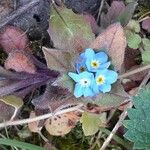 Myosotis sylvatica Květ