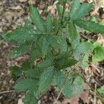 Agrimonia gryposepala Leaf