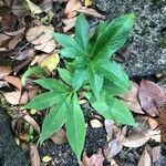 Arisaema dracontium পাতা