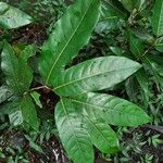 Inocarpus fagifer Yaprak