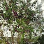 Boronia heterophyllaBloem