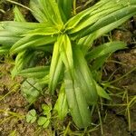 Solidago altissima পাতা