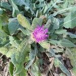 Centaurea seridis Fiore