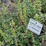 Scutellaria repens Hoja