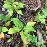 Polygonum cognatum Hoja