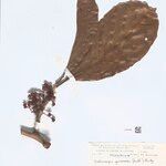 Doliocarpus guianensis Hostoa