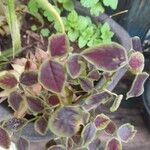 Oxalis hedysaroides Leaf
