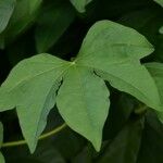 Ipomoea mauritiana Leaf