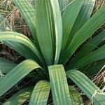 Yucca flaccida Leaf