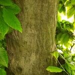 Carpinus caroliniana Bark