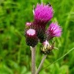 Cirsium rivulare Blomma