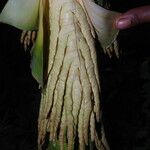 Raphia hookeri Flor