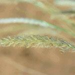 Pennisetum divisum Flor