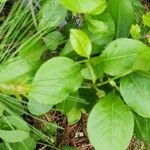 Viburnum nudum Leaf