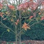 Sorbus scalaris Habitus