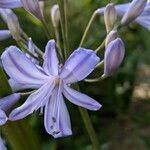 Agapanthus campanulatus Fiore