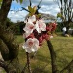 Prunus armeniaca Λουλούδι