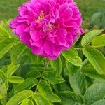 Rosa rugosa Flower