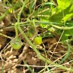 Solanum dimidiatum Fruit