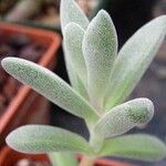 Crassula namaquensis 葉