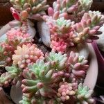 Sedum pachyphyllum Liść