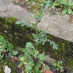 Senecio sylvaticus Elinympäristö