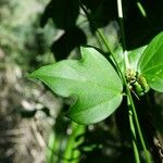 Passiflora suberosa Folha