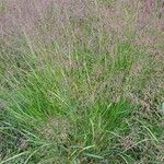 Panicum virgatumFlor