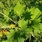 Arnoglossum plantagineum Leaf