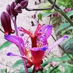 Tricyrtis lasiocarpa Flor
