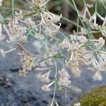 Asperula aristata Іншае