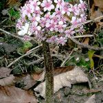 Darmera peltata Habit