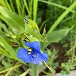 Commelina tuberosa 花