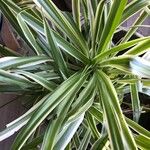 Chlorophytum capense Leaf