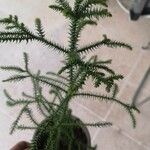 Araucaria angustifolia葉