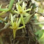 Angraecum moandense Flor