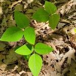 Amphicarpaea bracteata Blad