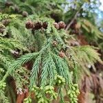 Cryptomeria japonicaLeaf