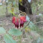 Kennedia rubicunda 花