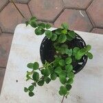 Peperomia rotundifolia 葉